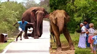Don't feed wild Animal