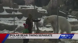 STL Zoo updates on separation of polar bear twins