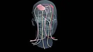 Complex Design of Phantoms | True Phantom Solutions Inc.