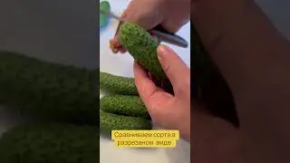 Сравниваем сорта в разрезанном виде. #26соток #bjornf1 #ягуарф1#кибрияф1#
