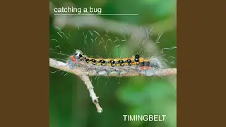 Catching A Bug