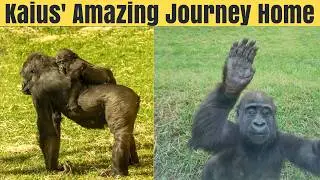 Kaius' Amazing Journey Home