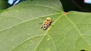 Pollinator Bee cleaning off Hardy Hibiscus pollen.