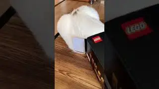 cats help build LEGO&reg; #shorts