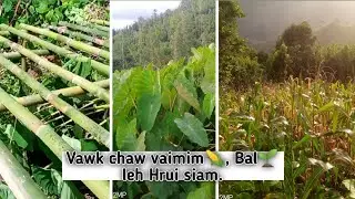 Vawk chaw tur vaimim, bal leh hrui siam(August 22, 2025)
