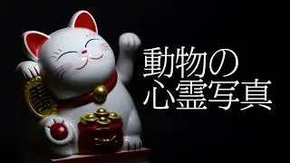 動物の心霊写真