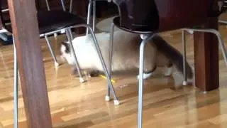 Ragdoll Cat Chases Fly Chittering
