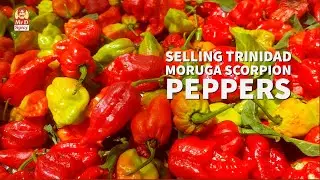 Selling Trinidad Moruga Scorpion Pepper
