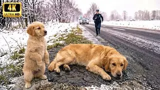 Little puppy Begs A Female Cop To Save Her DYING Mom - This Story Will Touch Your Heart