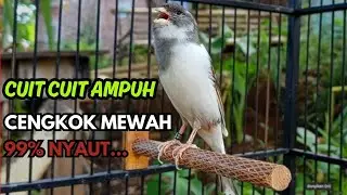 KENARI GACOR  Cuit CUIT BIRAHI SUARA Kenari MASTERAN TERBAIK UNTUK PANCINGAN & MASTERAN Kenari PAUD