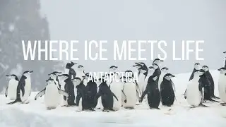 Ice Giants & Penguin Parades | Nature&rsquo;s Frozen Spectacle | 4K HD