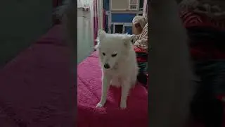 1cutepuppy, puppy, dog, dogshorts #cutedog #viral #video #short #trending #dogs