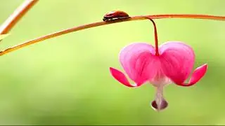 Flowers that Look like Animals Men Birds  Top 10   Video