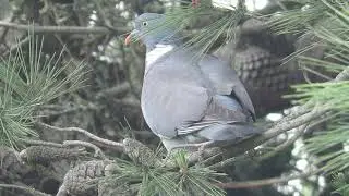 Pombo-torcaz / Commom Wood Pigeon (Columba palumbus) no Pinhal dos Rot&aacute;rios - Bairro do Ros&aacute;rio.