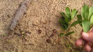 Comment bouturer l'arbousier 2
