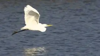 Great Egret in Flight at Arcata Marsh