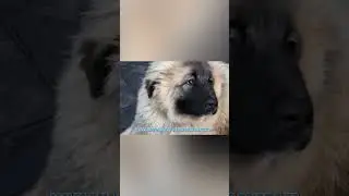 FACTS About CAUCASIAN SHEPHERD DOGS! SHORT 1