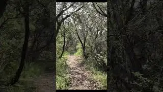 Lytle&rsquo;s Loop at Government Canyon SNA in San Antonio #shorts #nature #outdoors #trails #seekoutside