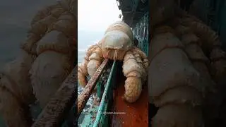 Unseen Sea Spider 🕷️🌊 | Deep Ocean's Creepiest Creature! 😱 #youtubeshorts #aishorts #shorts