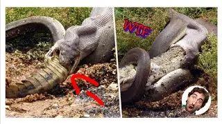 ANIMALS MOST DANGEROUS OF THE AMAZON JUNGLE(VERY HIGH)