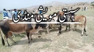 Cheapest Qurbani animals || Eid Qurbani Animal Mandi || TRAVEL WITH RA