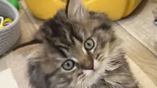 Кто победил Лексуса? 😊