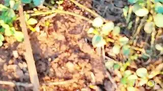 The RED ANT ( bad luck in Luo community)//  African red ant migration WEATHER changes bring#goviral