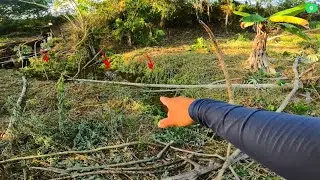 🚨 PESCARIA RAIZ, Nem eu esperava TANTO PEIXE com uma vara de BAMBU! 🚨