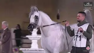 N 171 ALAM RAHBAH   7th Souq Waqif International Arabian Horse Show 2026   Colts 3 Years Old Class 6