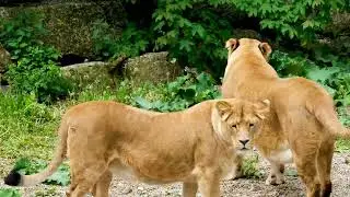 ser engeti national park documentary in hindi animals