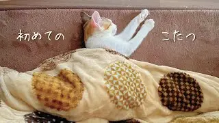保護猫もぐちゃん、こたつを知る