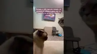 Наташа не говори глупости, сериал врубай 😸 #cat #кот #юмор #прикол #позитив