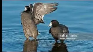 Coots Sounds