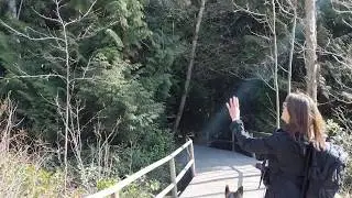 4. Video Entering the Neede-leaf (Conifer) Forest