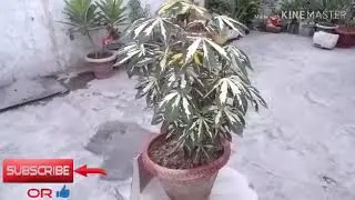Its care about manihot plat...