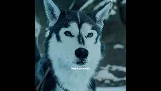 Dog Knows How To Save Someone's Life Easily 💖👍SONG-FT. KAMIN ✨ MOVIE-THE CALL OF THE WILD #shorts