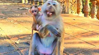 Cute Baby Monkey Practicing on the Fence and Taking a Gentle Fall