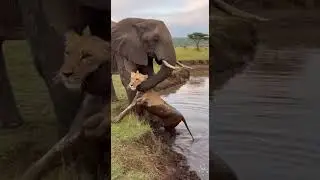 Elephant Saves Lion King From Deep Mud Heroic Brave Rescue Unseen Moment #wildlife #nature #rescue