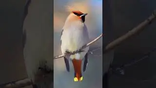Beautiful Winter Birds - The Waxwing and its Trilling Call #shorts