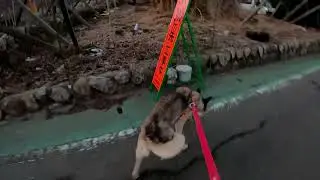 ぶどう畑を回る　②　2,026年１月17日 　今日も暖かい　少し日の出が早くなってきた　今日も元気に畑を回る