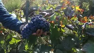 Vendemmia e preparazione del vino fatto in casa, da MicheleExpert-Cropalati (Cs)-Calabria
