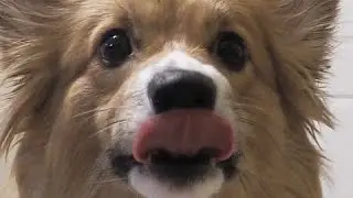 Bark Box with Ein the Corgi