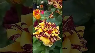 Beautiful black tiger rose flowers // amazing mixed colours roses (24/5)
