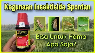 Insektisida Spontan Untuk Hama Apa Saja? | Kegunaan Spontan Obat Padi