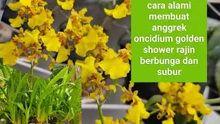 cara alami membuat anggrek oncidium golden shower rajin berbunga dan subur
