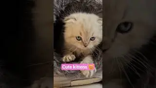 &ldquo;Cute Kittens 😻 | Turning the House Upside Down with Mischief!&rdquo;