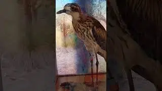 Bush Stone Curlew Australian Bird #shorts