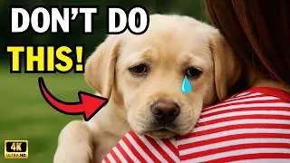 15 Things Dogs Hate That Humans Do