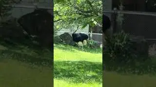 Ostrich sounds
