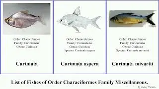 Fishes of Order Characiformes Family Miscellaneous Nevillia Boulengerella Curimata Parodon Saccodon